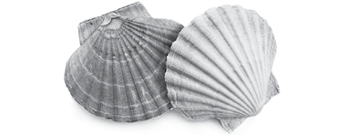 scallops shells (See Pectinidae) on the white background