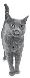 A young gray cat standing licking lips after eating a treat