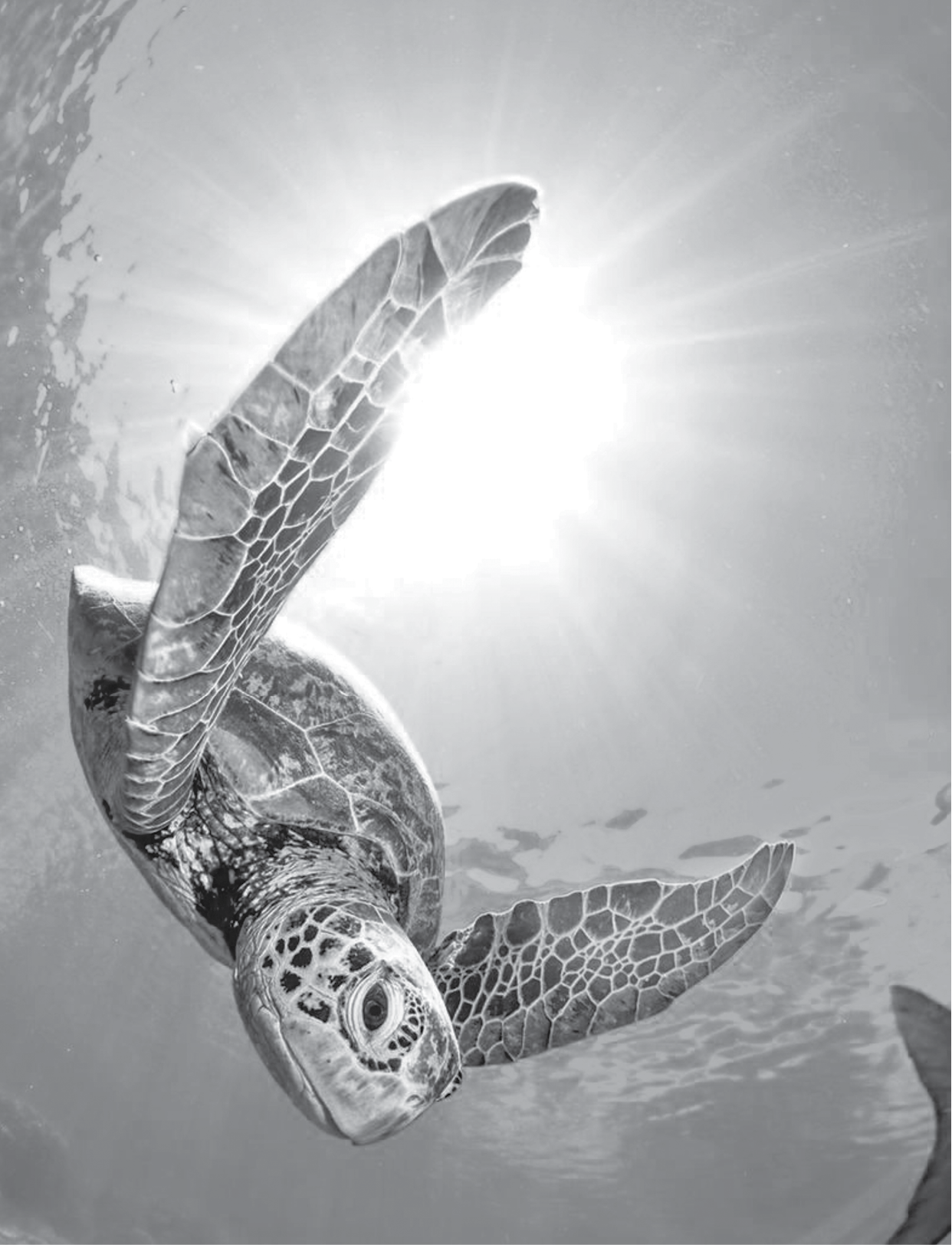 background of a beautiful turtle photographed in a dive 