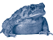 set of toads Isolated on white background