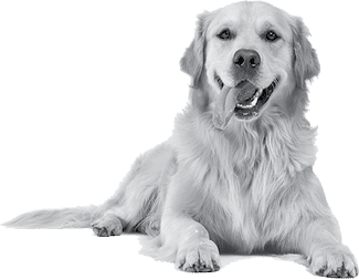 Studio shot of an adorable Golden retriever lying with hanging tongue - isolated on white background.