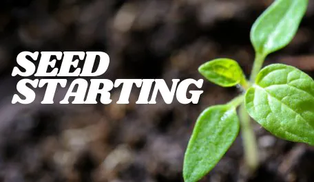 Seed Starting